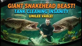 Unbelievable Giant Snakehead Fish Tank Aquarium Cleaning