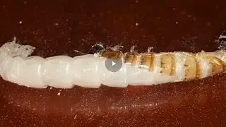 Molting process of Super worm larvae.