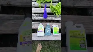 Controlling pests in your garden! #gardening #aphids #neem #diy #homestead