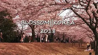 Blossom||Korea 2018 Iphone cinematic video