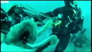 Octopus wrestles with underwater cameraman in California