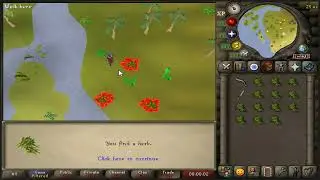 Collecting snake weed (500+/h) - OSRS