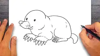 How to draw Mole - Mammals Drawing