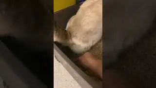How to collect a pee sample from your cat