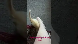 Cats playing with my feet.