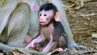 Updating! Newborn Monkey Really Beautiful During Started to Walking  | MONKEY Rose
