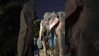 കൊടുവായൂർ രഥോത്സവം  ✨💥 