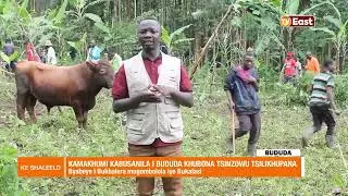 KE SHALEELO 27 12 23 BUDUDA DULL FIGHTING IN BUKALASI