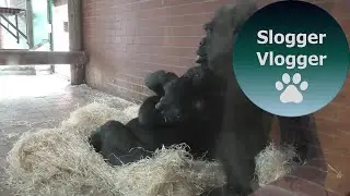 Gorilla Shufai And Grandma Biddy