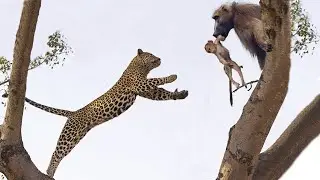 Leopard vs Monkey | Baby Baboon Can't Escape from Cheetah Attack When Leaving Mother