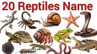 Reptile Animals for Preschool and Toddlers | Learn Crawling Animals with Pictures and Real Sounds