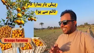 For the first time our work was done on time || Orange Farming || @TKVlogsSgd
