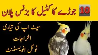 Cockatiel Business Plan 2022 | Birds business idea | Cockatiel Setup #Furqan