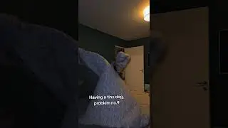 Having a tiny dog, problem no.9. #dogmom #relatablecontent #dogsofyoutube