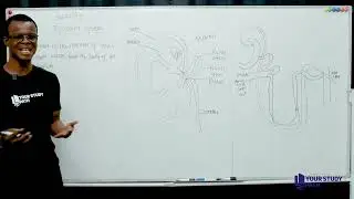 EXCRETORY SYSTEM BIOLOGY 2026 JAMB WAEC CLASS TUTORIAL YOUR STUDY PATH