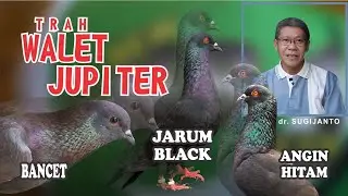 Bancet, Black Needle, Black Wind - Jupiter HR1 Majenang Swiftlet Breed | PIGEON CAGE