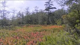 Интервью EcoBeneficial: изучение болотных растений в Flying Trillium Gardens