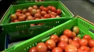 Tomato Packing Systems & Sorting Machines