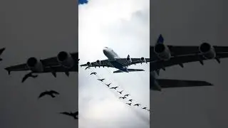 A plane flying in cloudysky and some birds racing the Plane #birdemic #birdbot