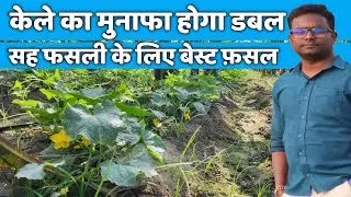 प्रति एकड़ मुनाफा कैसे बढ़ाएं // केले के साथ कौन सी फसल लगायें // kheera ki kheti // kele ki kheti
