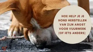 Hoe help je je hond herstellen van zijn angst voor vuurwerk (of iets anders)?