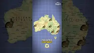 Why don&rsquo;t they eat Feral Rabbits in Australia?