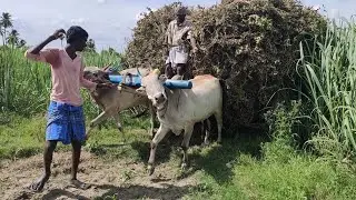 Bullock Cart Heavy Load Power Performance | 2 Bullockcart heavy load | groundnut cultivate|cowvideos
