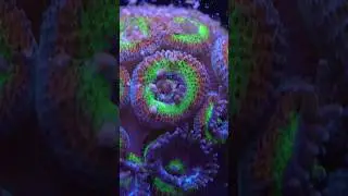 Coral Inertia packs all the nutrition your reef craves -  no dyes, no fridge, just pure coral fuel.