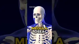 🦴MEDULA OSEA &iquest;Que es la medula osea?