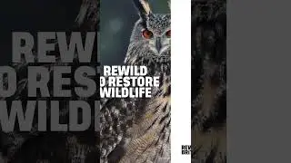 Rewild to restore wildlife #shorts