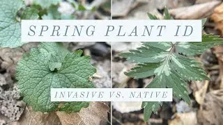 Spring Plant Identification: Garlic Mustard (Invasive) vs. Virginia Waterleaf (Native)