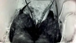 Mauersegler Nistkamera
