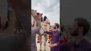 Crazy 45lac Camel 😱// Camel Mandi 2024 #shorts #youtubeshorts #camel #mandi #eidmubarak #eid
