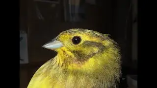 Gulsparv - Yellowhammer - Emberiza citrinella