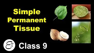 Simple Permanent Tissue || Plant Tissues (Part 2) || in Hindi for Class 9