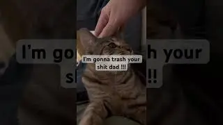 Just an average cuddle time with my cat
