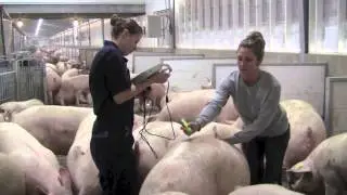 Pig Pregnancy Update