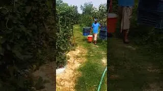 Morning Harvest: Farmer Carrying Plastic Crate for Bottle Gourd | Crisp Farm Sounds #Shorts