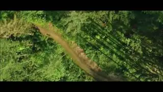 The forest from above | Cinematic