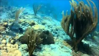 South Florida Coral Reef Freediving  Mix (Miami, Fort Lauderdale, Florida Keys)