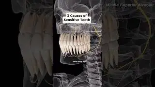 Did you know these are 3 common causes of SENSITIVE Teeth? Watch to find out! #teeth #tmj #neckpain