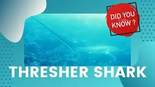 Thresher shark facts