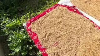 How to wash wheat at Home. Instant process.#wheat #farmer #farming #youtubeshorts #youtube 