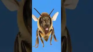 #memes bee new trand #funny #viralvideo short fun.. #funnypictures #scary ...