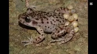 Shadow trevally Mallorcan midwife toad sound