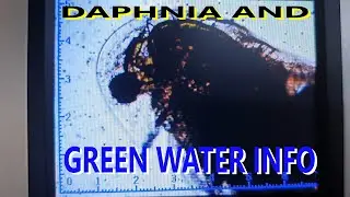 Daphnia and Green Water Information coming soon from a scientist !!! And my experiments and results.