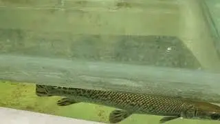 Lucknow zoo fish house beautiful view