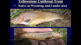 Native vs. Nonnative Wyoming Fish for 4th Grade Ed Day