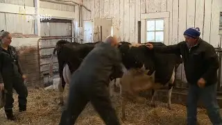 Doktor oberwał kopniaka podczas badania krowy [Niezwykły dr Pol]