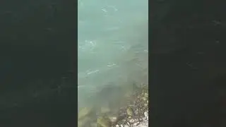 Salmon come up on Chilcotin River at Anaham